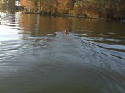 Lake Sinclair&nbsp;Deer crossing Lake Sinclair